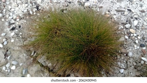 This Photo Is A Grass Plant That Usually Often Grows On Sandy Top Soil. Sintang, October 23, 2021