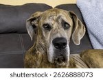This is a photo of a Great Dane.