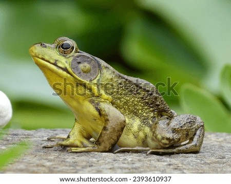 this photo is a of a green frog sitting on a Lilly pad in a small. pond