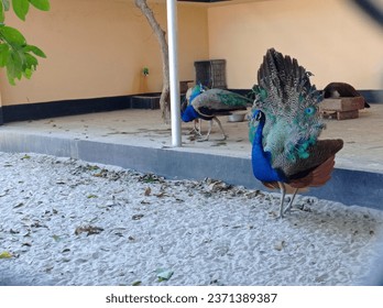 This is a photo of a group of peacocks walking on a stone path. The peacocks are colorful birds known for their vibrant feathers. They are walking outdoors on a cement path surrounded by plants. - Powered by Shutterstock