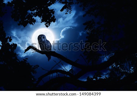 This is a photo illustration of a quiet night, a bright moon rising over the clouds illuminates the darkness, and a Barred Owl sits motionless in the blue moonlight. All my own components.