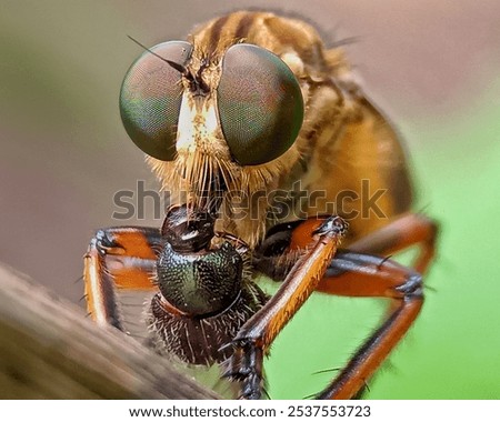 Similar – Dragonfly sunbathing