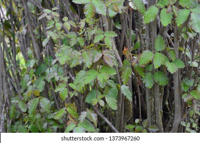 western poison ivy