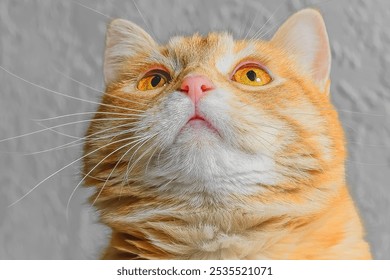 This is a photo of red cat in room. It's close up view of red kitten sitting on grey blurred background. The cat is looking up. look - Powered by Shutterstock