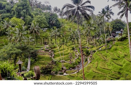 This photo is of rice fields in Alas Harum Bali, the cool atmosphere makes you feel fresher
