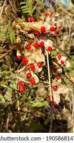 This Is Photo Of Rosary Pea