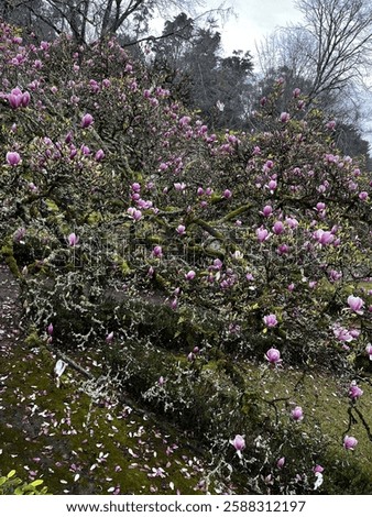 Similar – Foto Bild Eine üppig blühende Magnolie vor den vergitterten Fenstern eines historischen Gebäudes