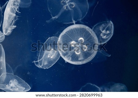 This photo showcases a group of translucent moon jellyfish (Aurelia aurita) swimming gracefully through deep blue ocean water.