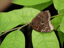 This Photo Shows A Beautiful Brown Morpho Achilles Butterfly Sitting On A Green Branch