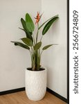 This photo shows a Bird of Paradise flower (Strelitzia reginae) in a textured white pot, set against a minimalist wall and wooden floor background.