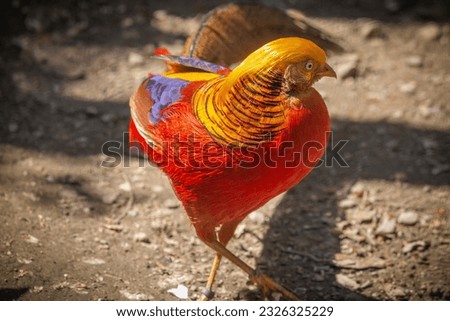 This photo shows a golden pheasant. The golden pheasant, also known as the Chinese pheasant or the rainbow pheasant, is a gamebird of the order Galliformes and the family Phasianidae