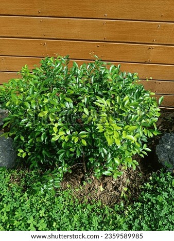 This photo shows a green shrub with glossy leaves growing in a garden bed. The shrub is surrounded by small ground cover plants that add some contrast to the scene.