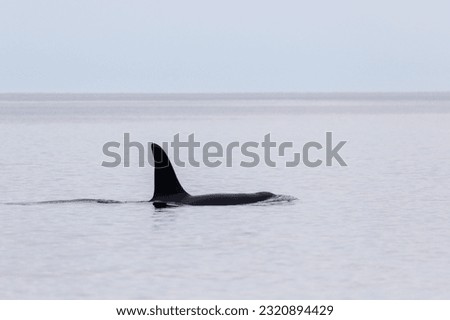 This photo shows a killer whale or also called Orka in the Inner Hebrides, Scotland. There killer whale was seen near the Isle of Mull.
