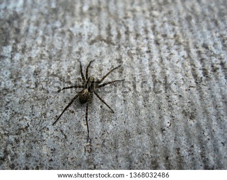 Similar – Image, Stock Photo Close-up of a spider