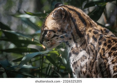 This photo shows an ocelot adult that lives in a wildlife park. The ocelot is a medium-sized spotted wild cat.Its scientific name is Leopardus pardalis.