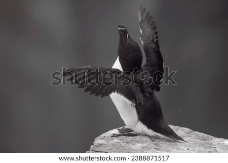 This photo shows a razor-billed, or lesser, auk flapping its wings while sitting on a granite rock protruding from the face of a cliff. A colony of auks will nest on this cliff.