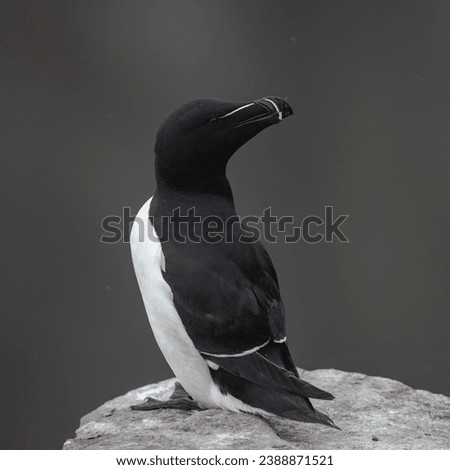 This photo shows a razor-billed, or lesser, auk as it sits on a granite rock protruding from the face of a cliff overlooking the Atlantic Ocean.  A colony of auks will nest on these rock.