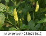 This photo shows several light green chili peppers growing among fresh green leaves. The peppers are still young and appear elongated on the plant