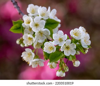 This Photo Shows A Stem Of Beautiful, White, Spring Blossoms On An Evans Sour Cherry Tree.  The Background Bokeh Is From An Out Of Focus Royalty Crabapple Tree Loaded With Pink Blossoms.  