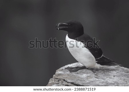 This photo shows a vocalizing razor-billed, or lesser, auk as it sits on a granite rock protruding from the face of a cliff overlooking the Atlantic Ocean. A colony of auks is nesting on this cliff.