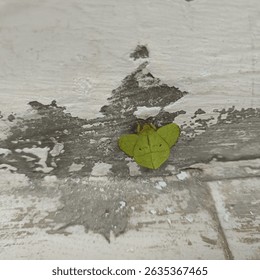 This is a photo of a small green moth resting on a weathered wall. The moth has bright green wings with brown edges and faint markings that look like dots and lines. Its wings are shaped like a leaf,  - Powered by Shutterstock - Get 15% off with code: PIKWIZARD15