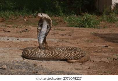 This is a photo of a snake on the ground. It is an Indian Cobra . The snake is outdoors and appears to be a terrestrial animal.