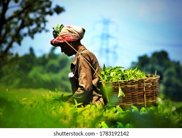 This photo was taken on 25th july 2020. The tea estate is situated at small village in Assam, India. The main livelihood of these people is depend on tea estate. They are called as "Baganiya" people.