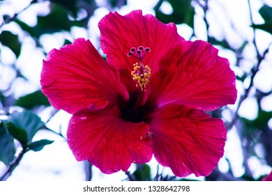 This Photo Was Taken While I Was Mowing The Lawn In The Western Florida Town Of Punta Gorda. It Is Of A Pretty Red Flower On A Beautiful Spring Day. All Your Focus Goes To The Flower.