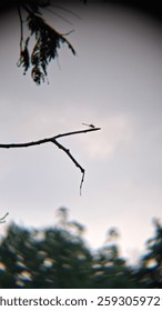 In this photo, a thin tree branch juts out against a soft, grayish sky, and at the very tip rests a dragonfly in silhouette.  