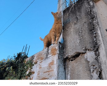 In this photo we see a yellow cat on top of the fence. - Shutterstock ID 2315233329