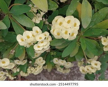 this is a photo of white flowers blooming in the morning - Powered by Shutterstock