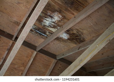 This Photo Of Wilmington North Carolina Shows Destruction By Hurricane Florence In September Of 2018.  This Is Water Damage To A Roof That Has Begun To Mold Due To Constant Weathering. 