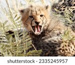 This photo of a yawning baby cheetah was captured with the Nikon Coolpix P1000 in the Kalahari desert.