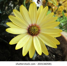 In This Photo You Can See  A Yellow African Daisy Flower