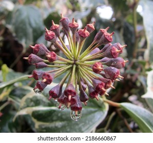 In This Photo You Can See Red Ivy Seeds