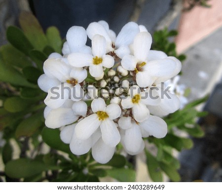 In this photo you can see a Iberis Sempervirens flower