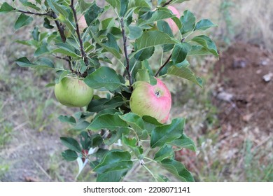 This Photo Is Of An Young Apple Tree