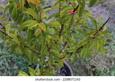 This Photo Is Of An Young Apple Tree