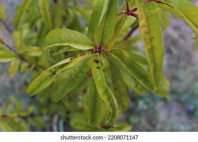 This Photo Is Of An Young Apple Tree