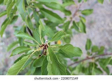 This Photo Is Of An Young Apple Tree