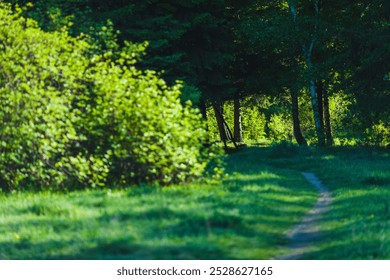 This photograph captures a beautiful, lush forest scene, where a narrow path winds through the greenery. The vibrant foliage on the left is bathed in sunlight, creating a bright contrast with the dark - Powered by Shutterstock