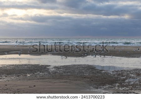 This photograph captures the dynamic interplay of light and shadow as a flock of seabirds congregates on a sandy beach. The ocean serves as a backdrop, its waves gently cresting and falling in a