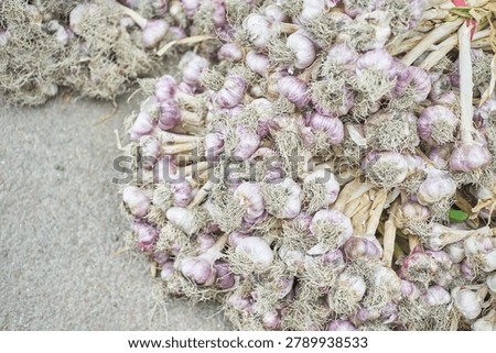        This photograph captures a large bundle of freshly harvested whole garlic resting on the concrete floor of a traditional market. The garlic bulbs, still retaining their roots and dried stems, showcase a beautiful natural purple tint and rustic texture. This raw and unpeeled presentation emphasizes the authenticity and freshness of the agricultural produce. The high-angle perspective focuses on the intricate details of the overlapping bulbs, making it an excellent visual asset for agricultural stock photography, food documentaries, or content highlighting natural and high-quality food ingredients.                       