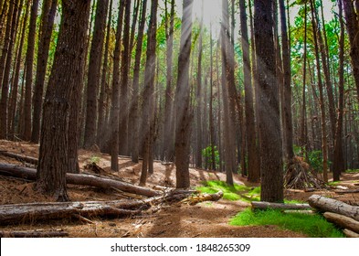 This is a photograph of a eucalyptus forest in Makawao, Maui, Hawaii. It is possible to see the tall trees and the sun's rays penetrating the forest.