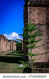 This photograph features a visually captivating blend of historic industrial architecture and natural elements, captured under a vivid blue sky that enhances the clarity and contrast of the scene. The composition highlights a row of tall, weathered brick buildings extending into the distance on the left side, their textured surfaces revealing years of aging, subtle color variations, and remnants of old industrial structures. Ventilation holes, metal brackets, and reinforced lines in the brickwork hint at the site’s historical purpose, offering a sense of authenticity and narrative value for viewers interested in heritage and abandoned locations. On the right side of the frame, a young Norfolk Island pine stands prominently in the foreground, its vibrant green foliage creating a striking visual contrast against the warm tones of the brick wall behind it. The presence of this tree symbolizes renewal, growth, and the gradual reclaiming of man-made spaces by nature. Shadows cast by the tall structures stretch across the grassy walkway below, adding depth, texture, and a sense of calm to the otherwise monumental architectural atmosphere. The strong vertical alignment of the buildings combined with the organic shape of the tree produces a harmonious balance between nature and structure. Bright white clouds on the horizon add further visual interest and depth, contributing to the serene and inviting mood of the setting. This image is ideal for themes related to heritage tourism, architectural history, urban exploration, environmental storytelling, cultural preservation, and scenic travel content. Its clean composition, strong leading lines, and vibrant natural lighting make it a versatile asset suitable for editorial articles, educational materials, commercial design projects, promotional imagery, and creative media that aim to convey a rich blend of history, landscape, and atmosphere.