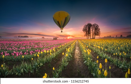 This is a photograph of a hot air balloon hovering over tulip field at dawn