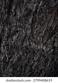 This photograph transforms a simple tree into a captivating subject