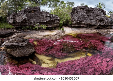 This Photography Was Made At Caño Cristales, Meta, Colombia, Of The Seven Colors River. You Can See The Underwater Purple Plants Called Macarenia Clavijera.