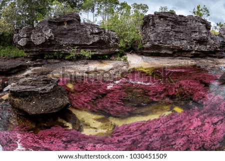 This photography was made at Caño Cristales, Meta, Colombia, of the seven colors river. You can see the underwater purple plants called macarenia clavijera.