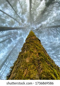 This pic is Captured when heavy cloud around the trees